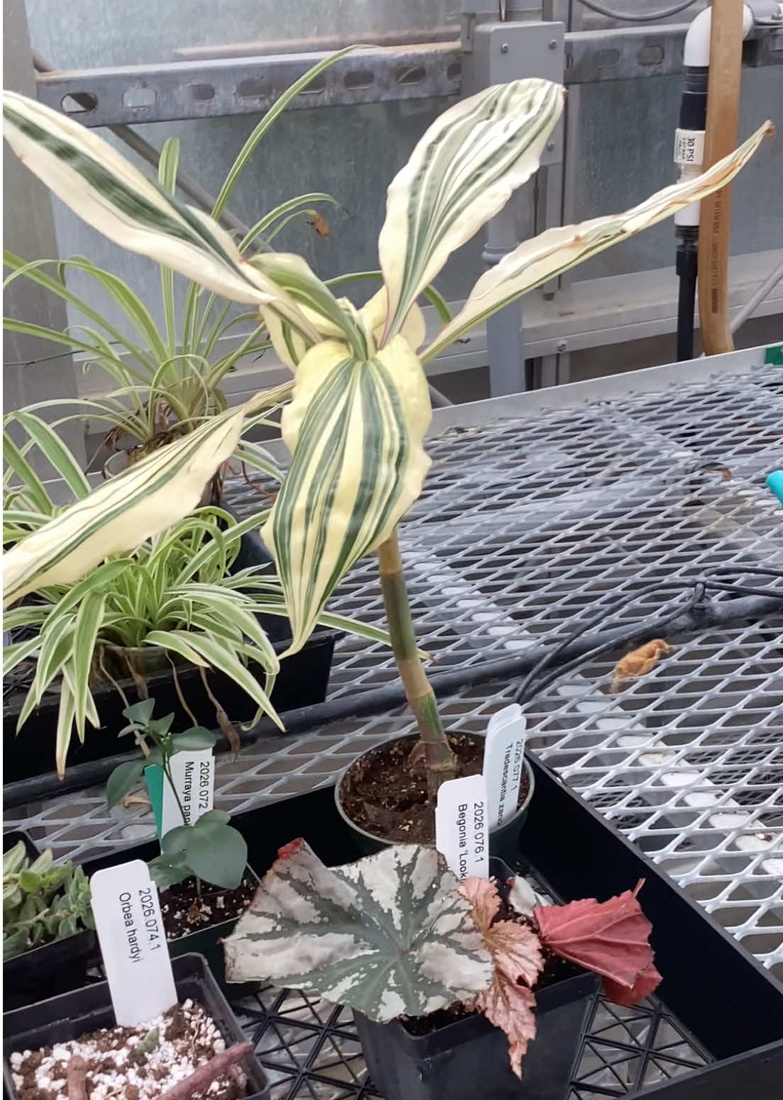 @bsu greenhouse