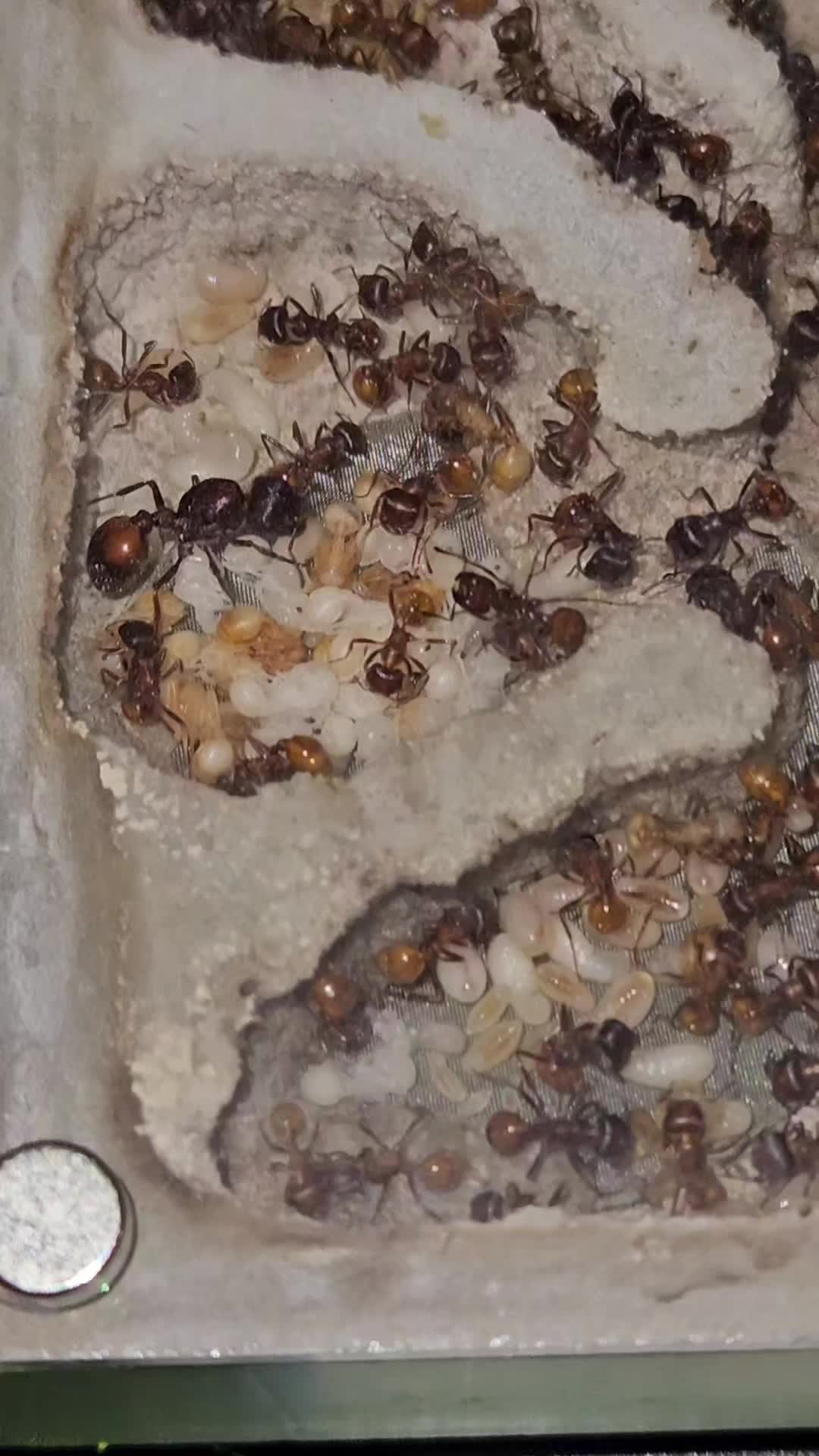 @Aaron's Ants