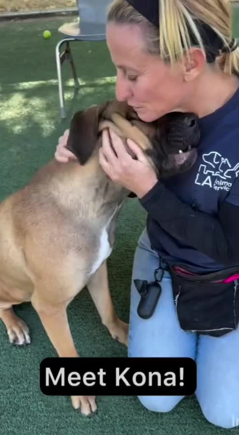 @Cane Corsos