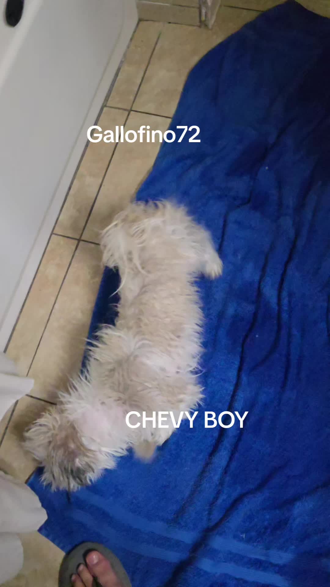@ElGalloFino