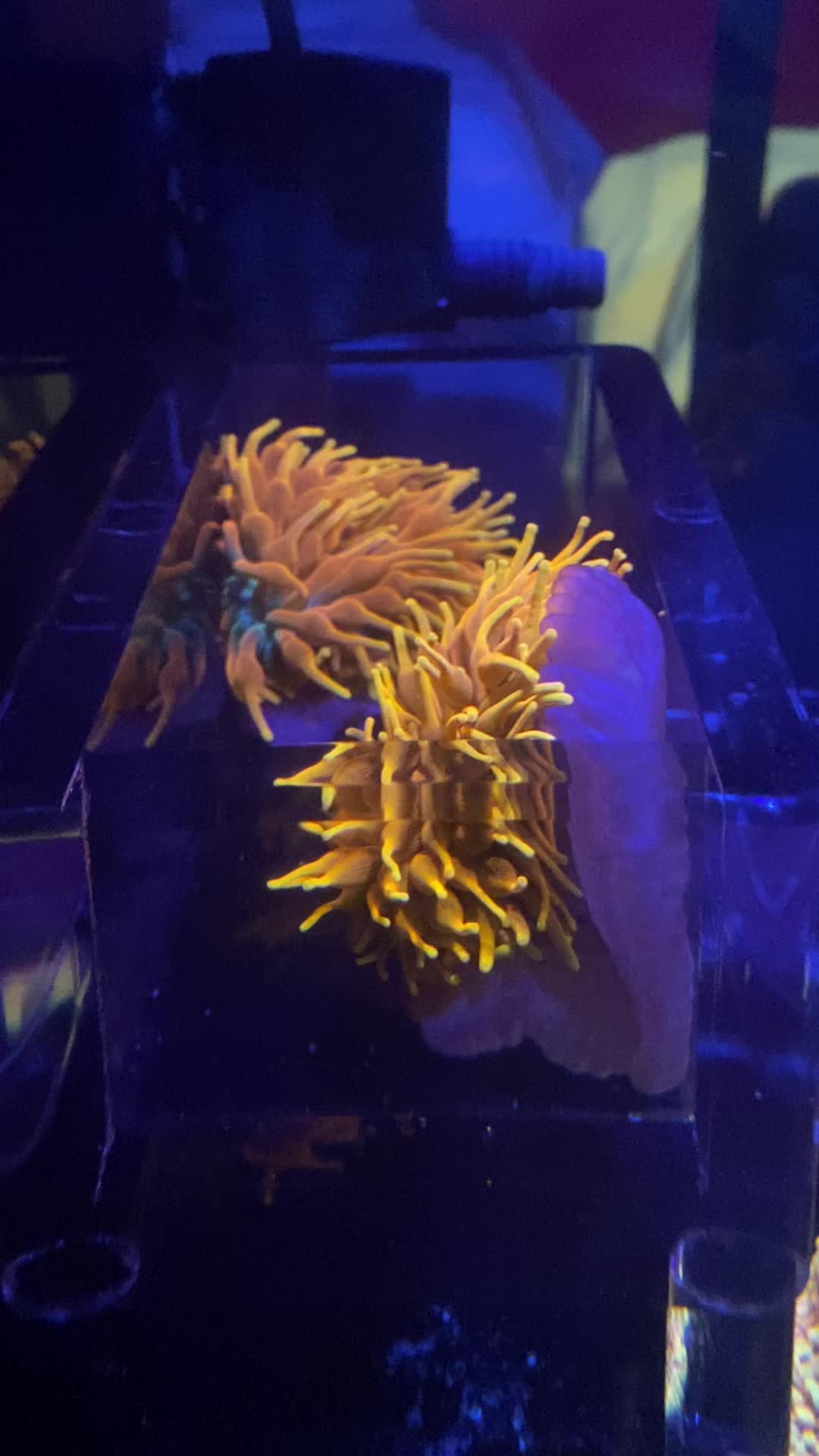 @Ts_reefs