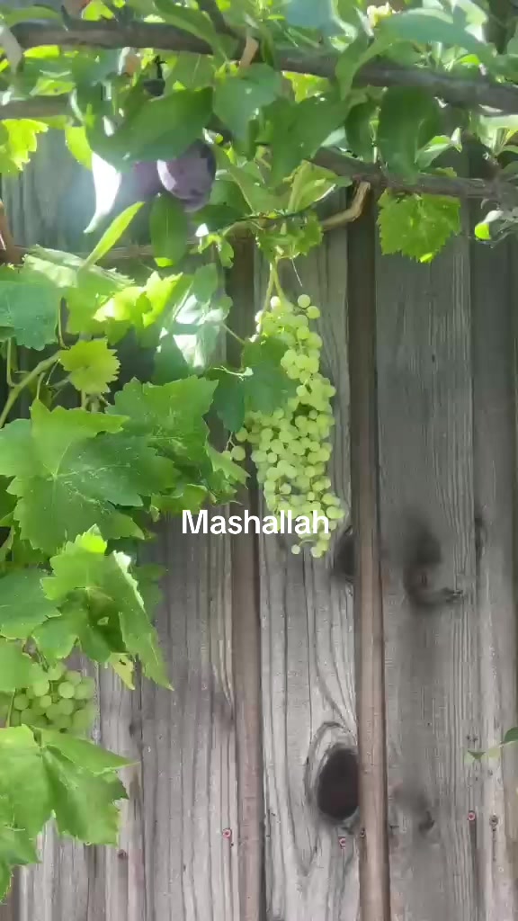 @srani10087