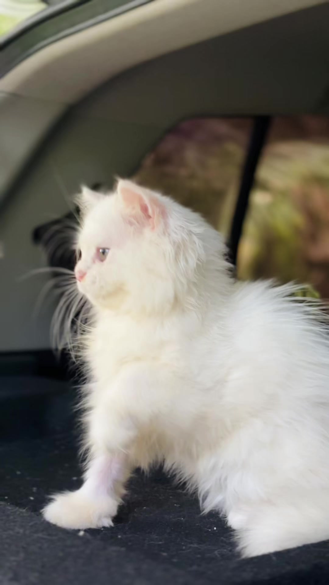 @Pinky Paws