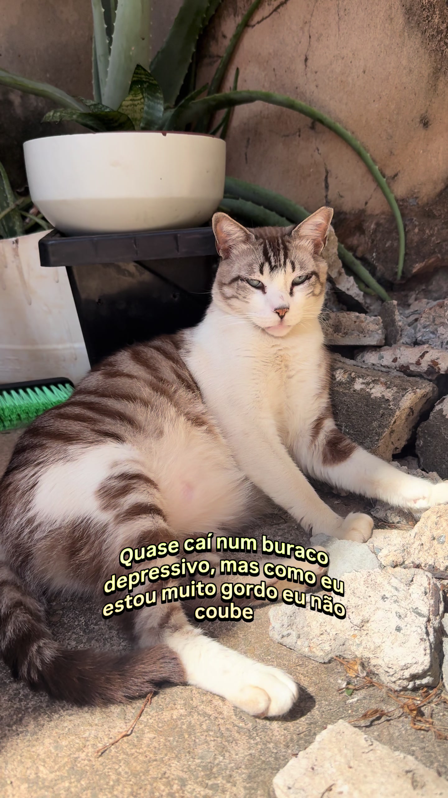 @loheseuspets