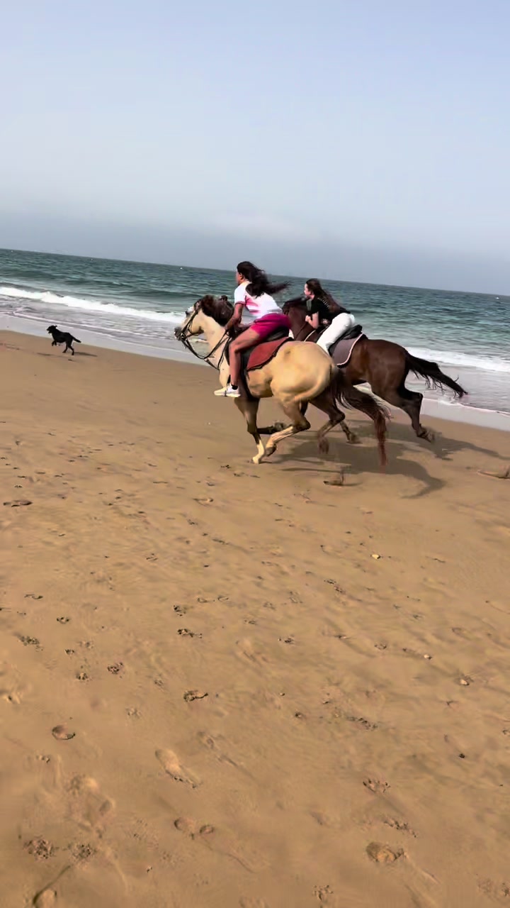 @Cheval_agadir