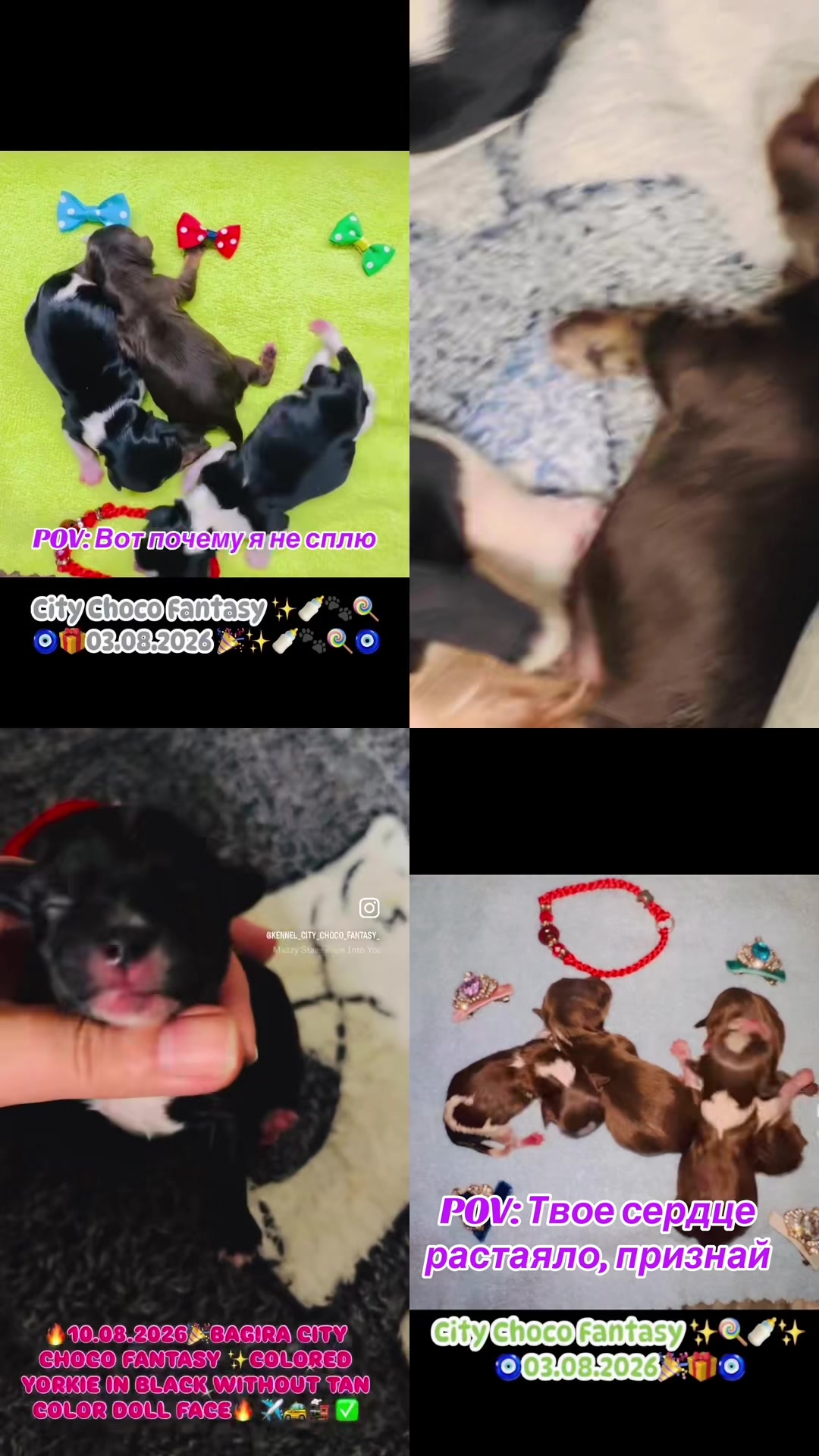 @Yorkie Maltipoo ShihTzu Teddy