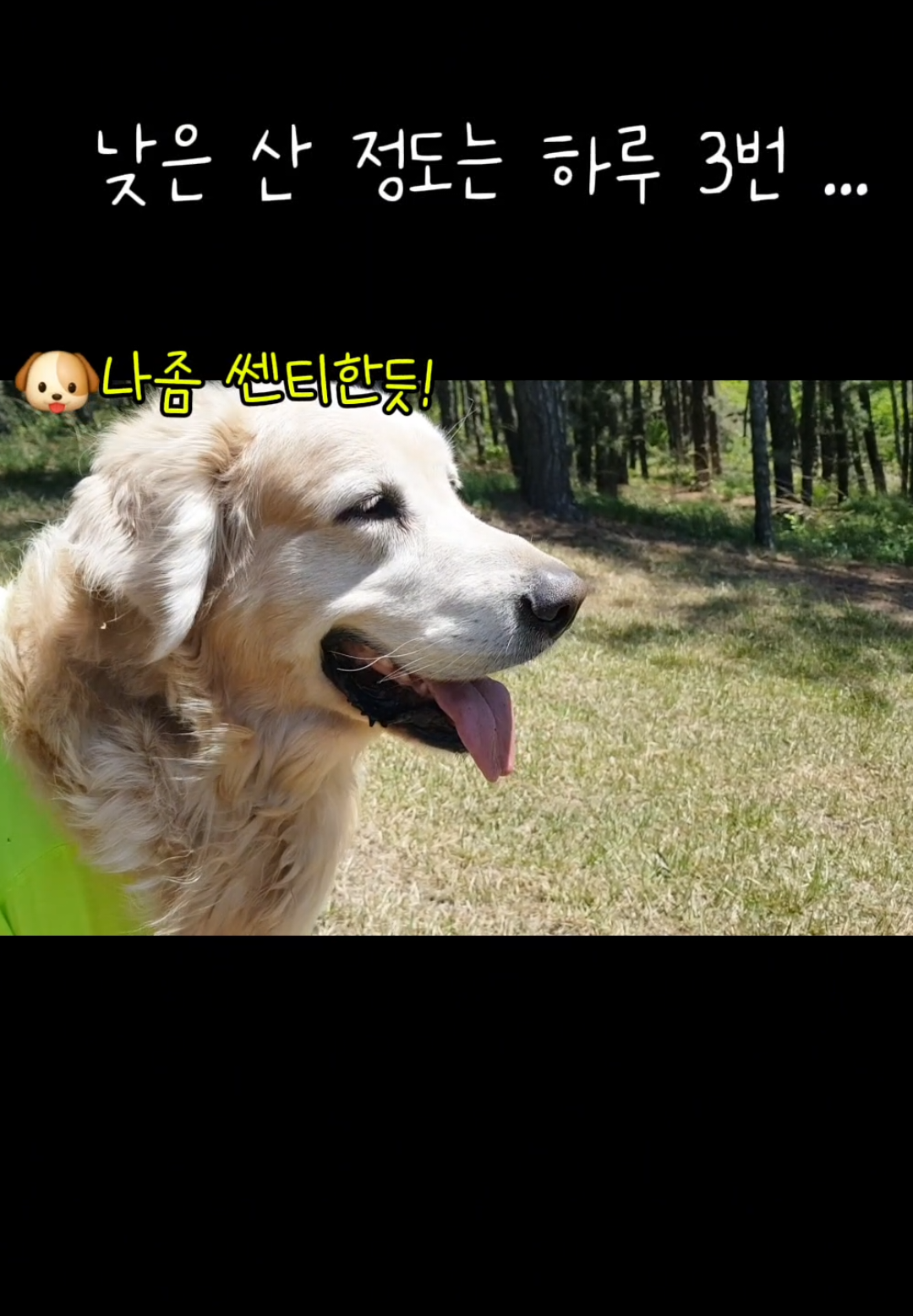 @리트리버삼둥이네