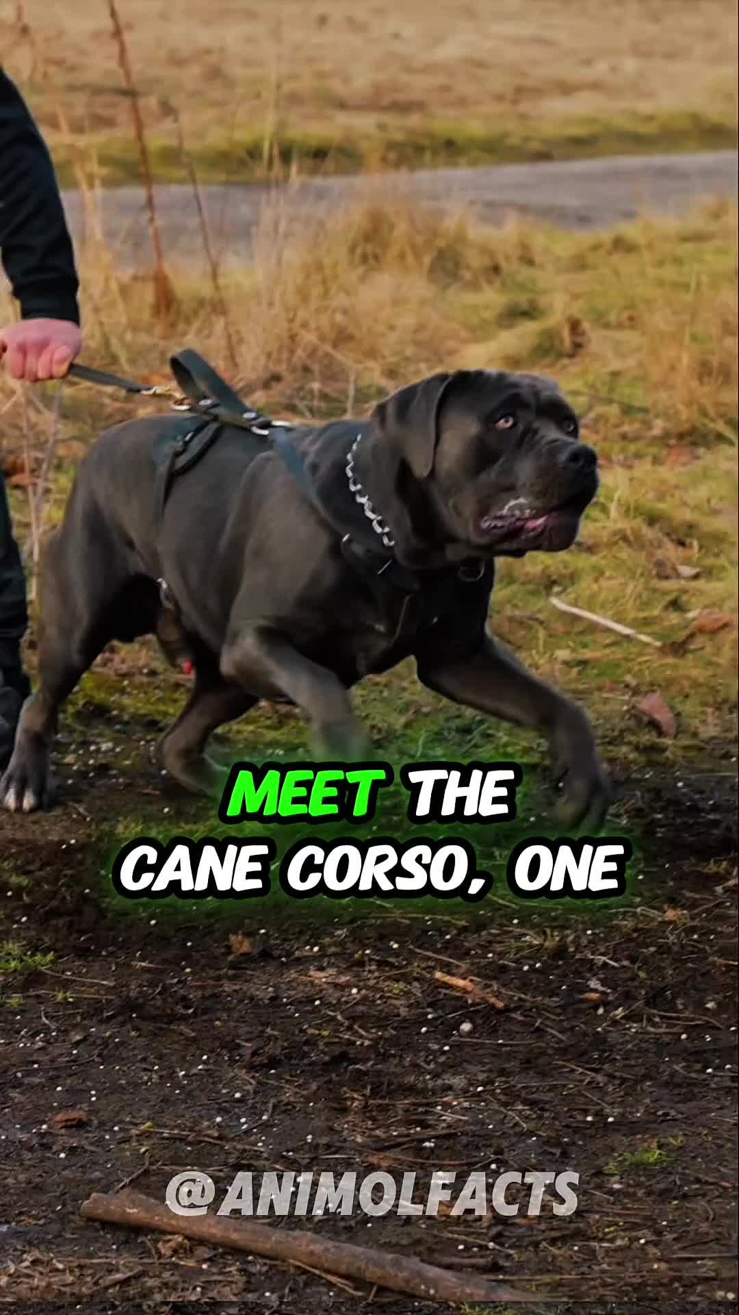 @animolfacts