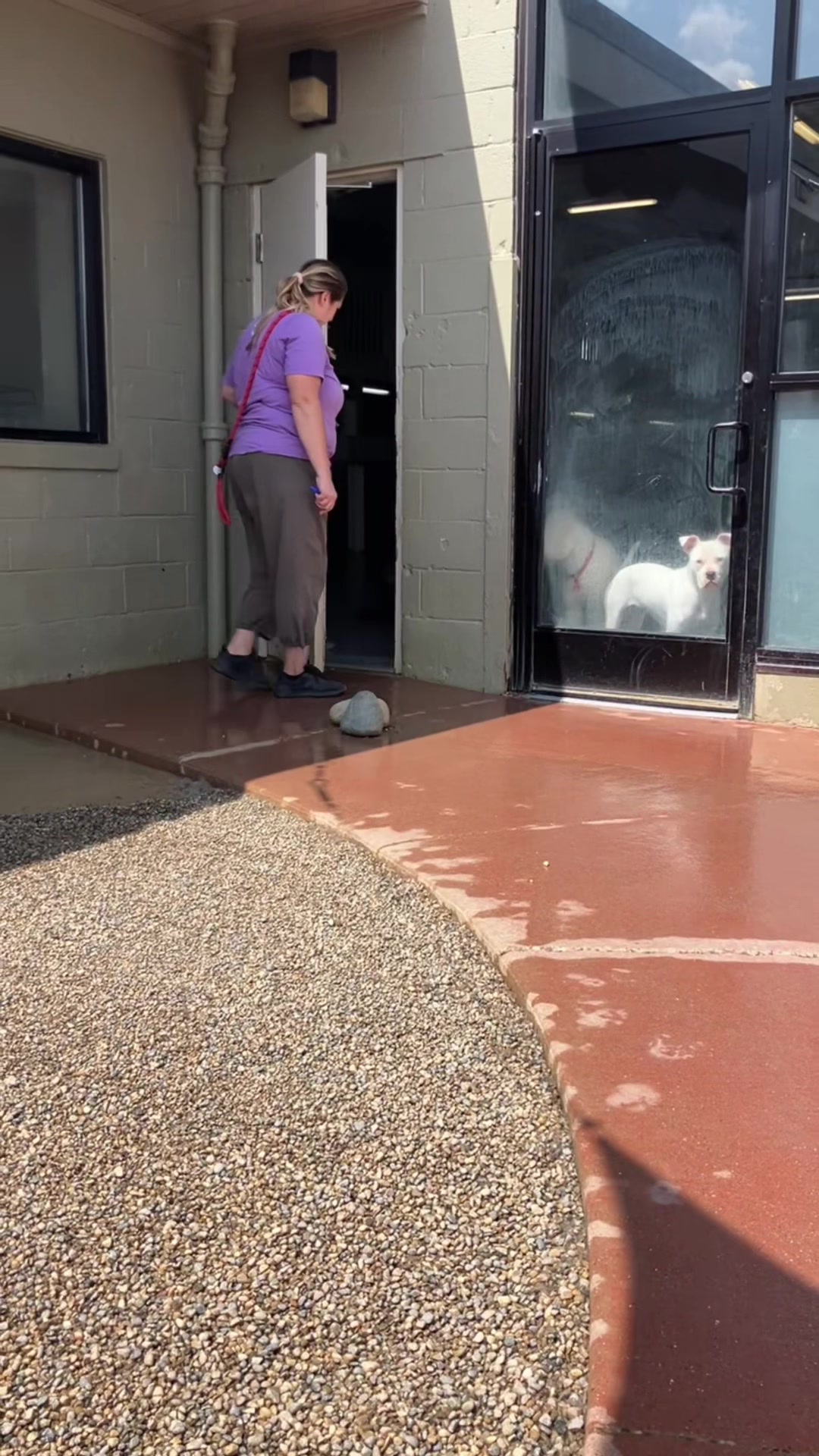 @Doggieinthewindow