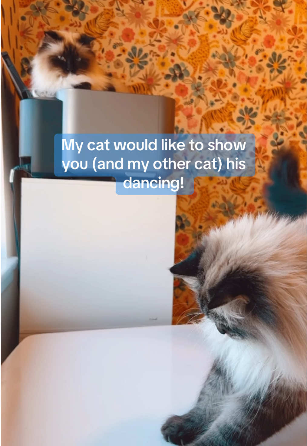 @My Cat Is People 🇨🇦