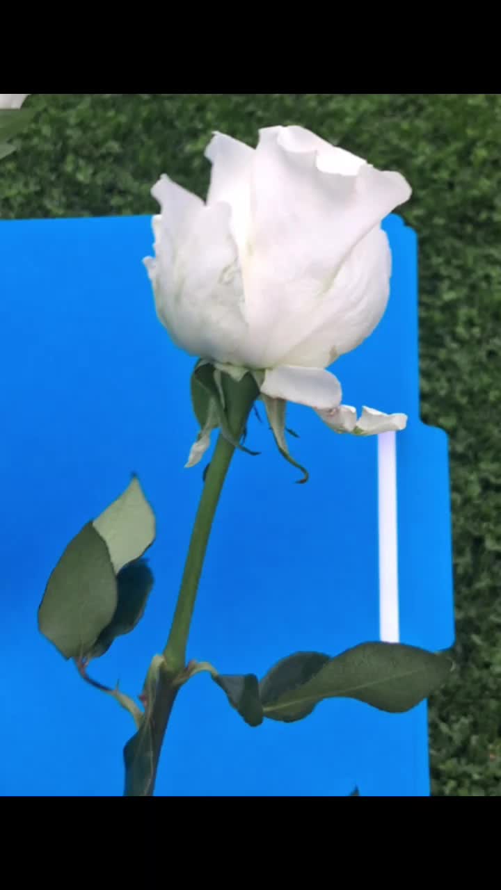 @Vasquez ๐E๐ฅฐ๐ฌ๐น๐บ๐ธ