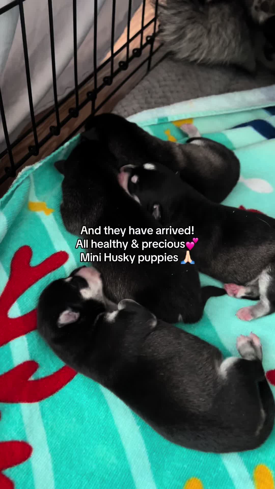 @kleekaipuppies4sale
