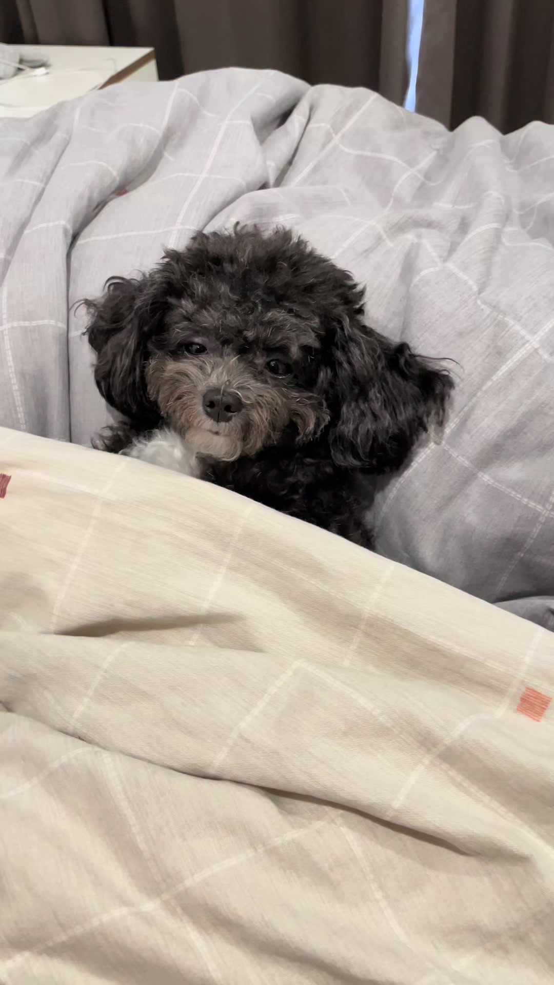 @chippi the poochon