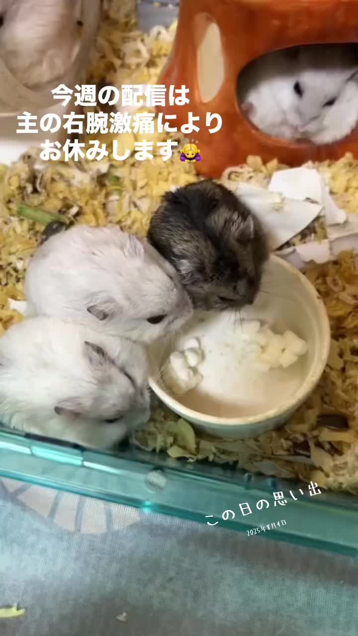 @big mama 🐹🐕