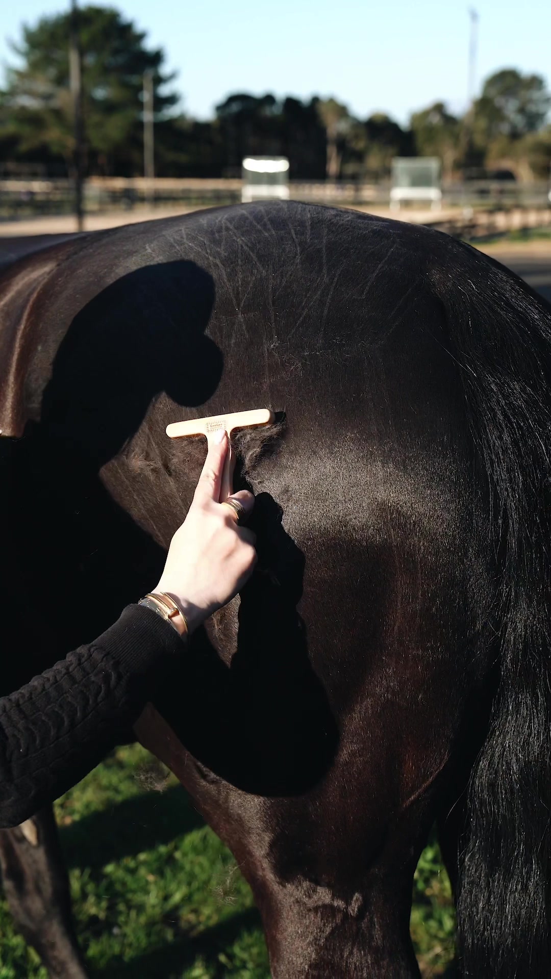 @Ippico Equestrian