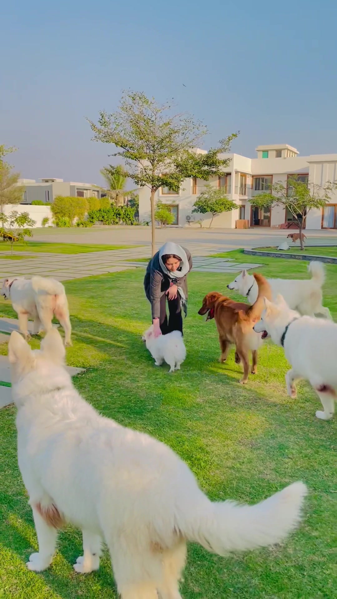 @Khadija zaidi swiss shepherds