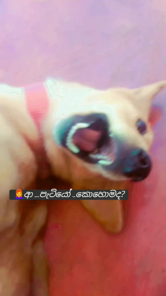 @nirooo1995