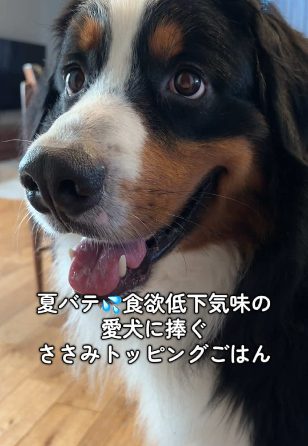 @å¯å£«å±±ð¶ð»ããŒããŒãºããŠã³ãã³ããã° - Fujisan