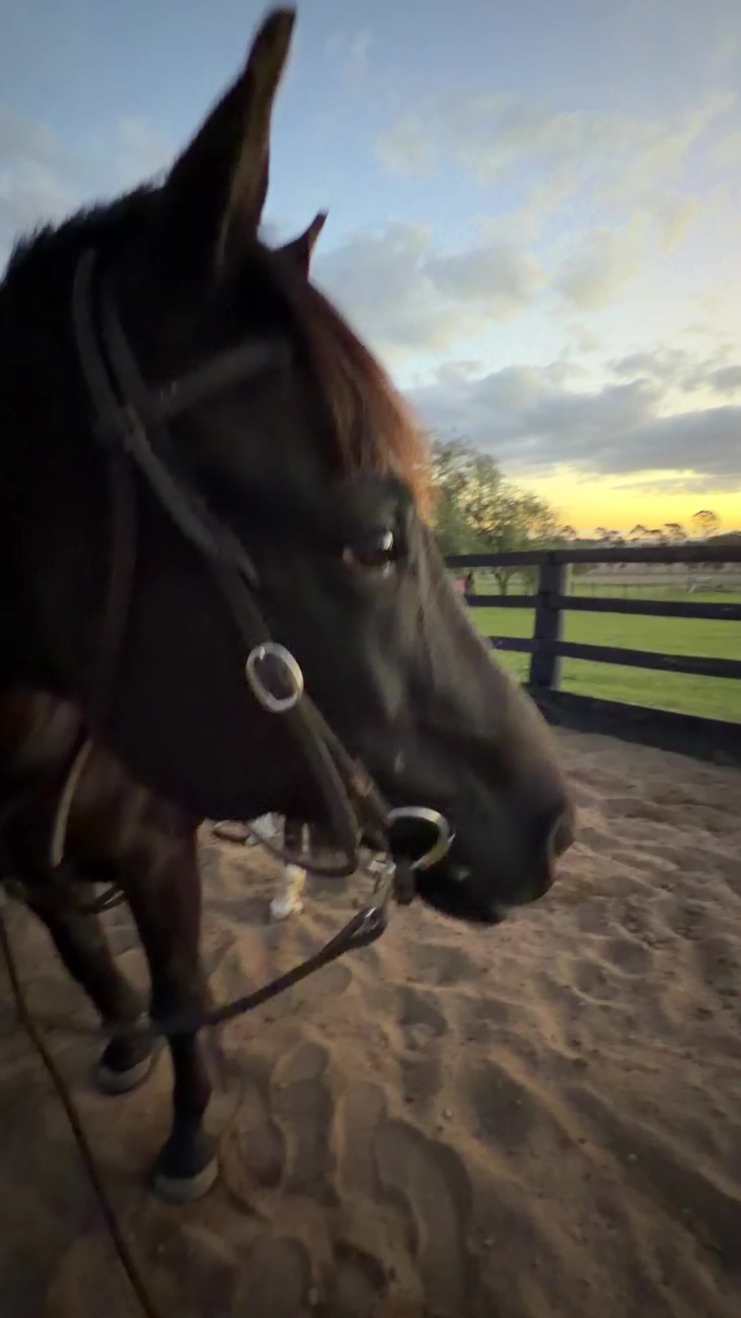 @KimDaleyhorsemanship