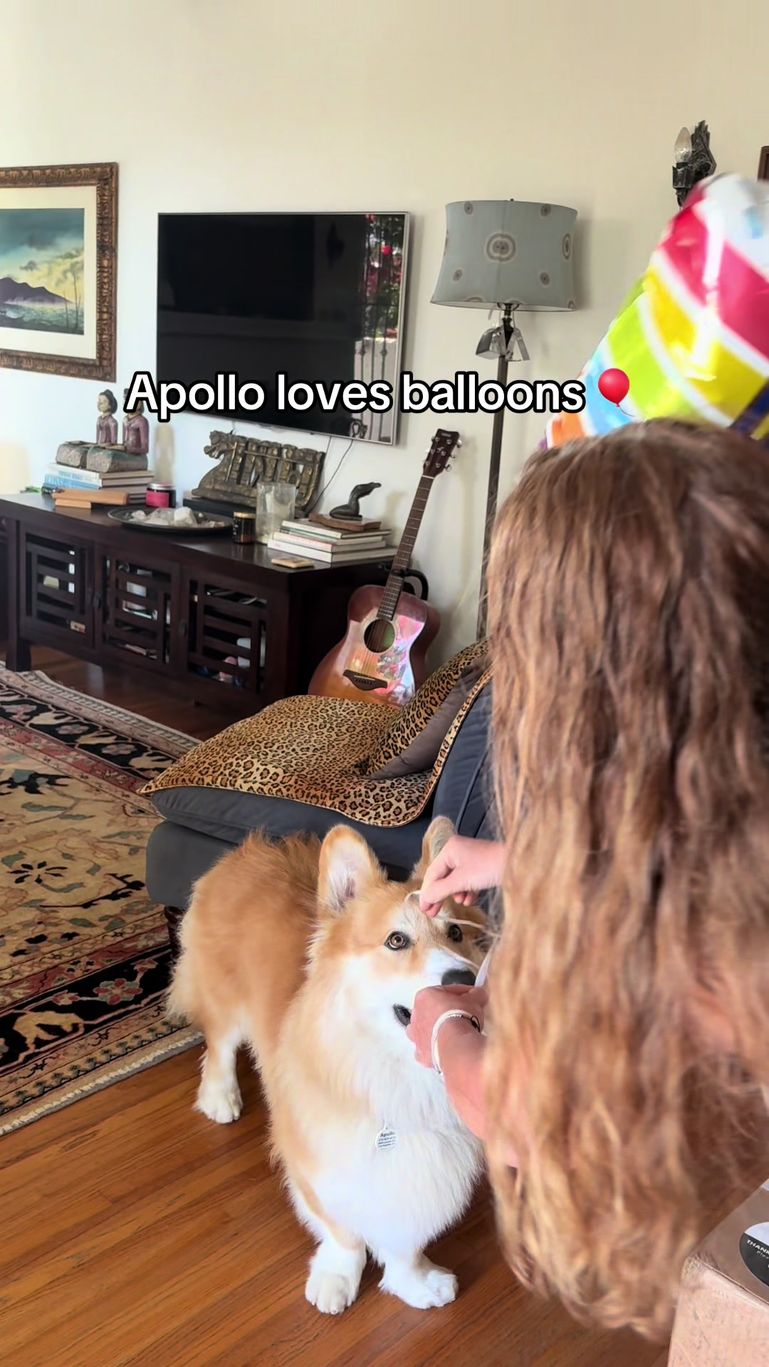 @apollothecorgimute