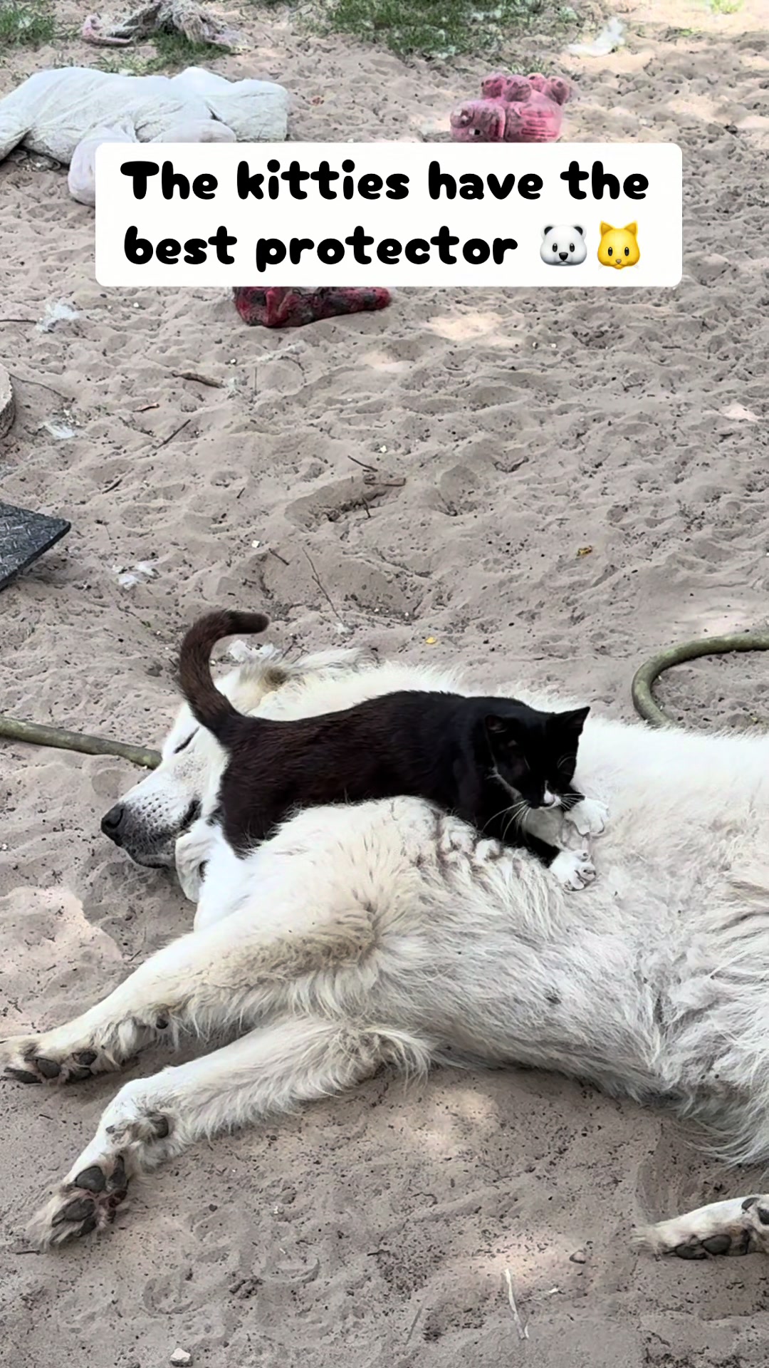 @jesswithallheranimals