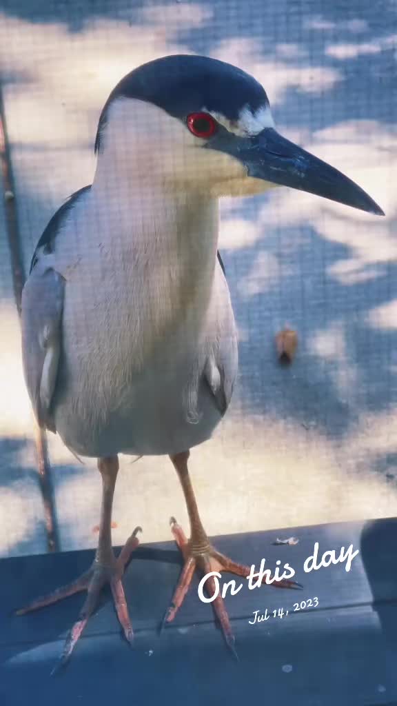 @Florida-wildlife