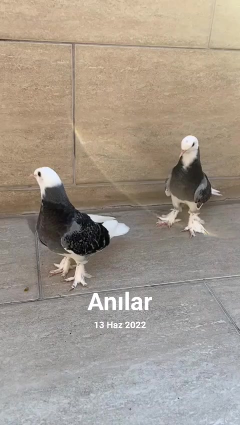 @çarşambalı