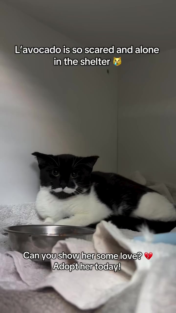 @united Stray haven
