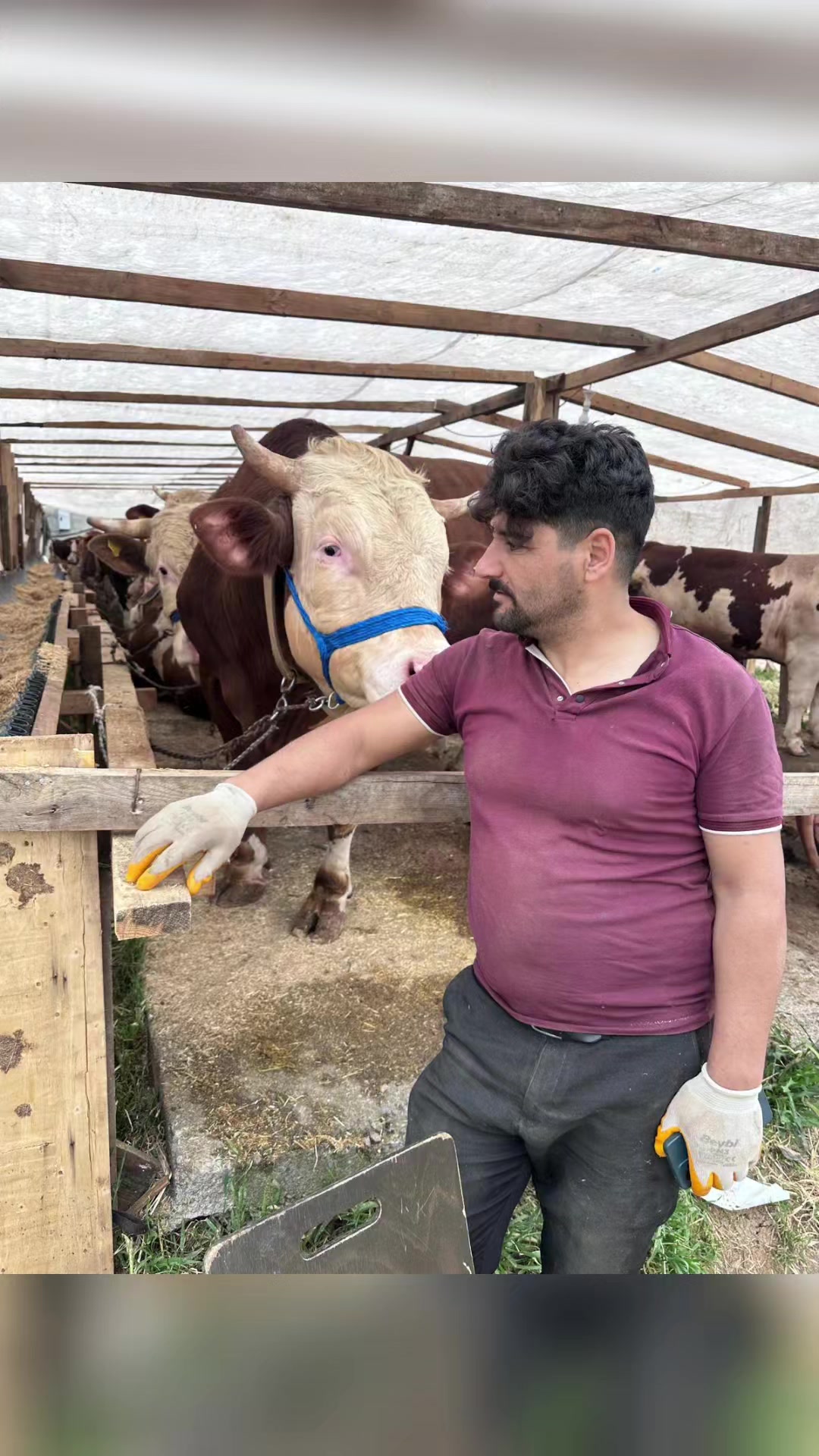 @Taşdemir besicilik
