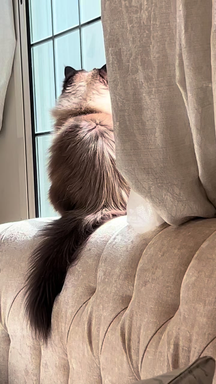@himalayancat0