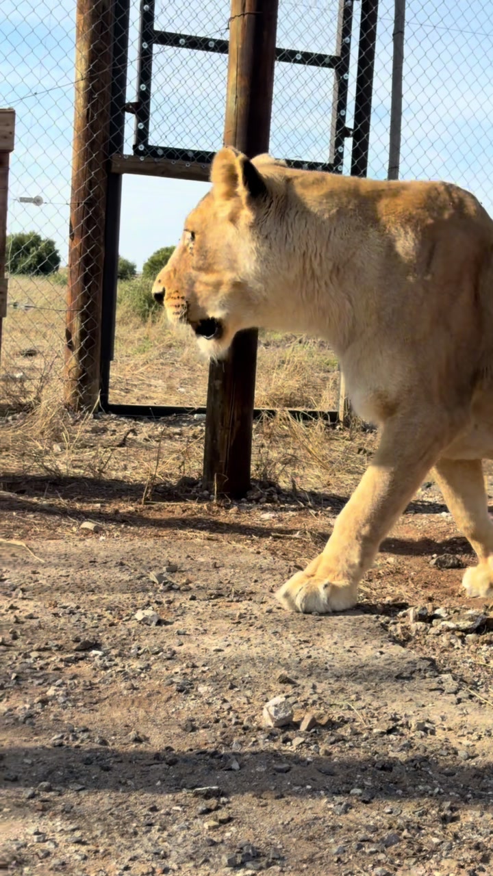 @Felidae Centre