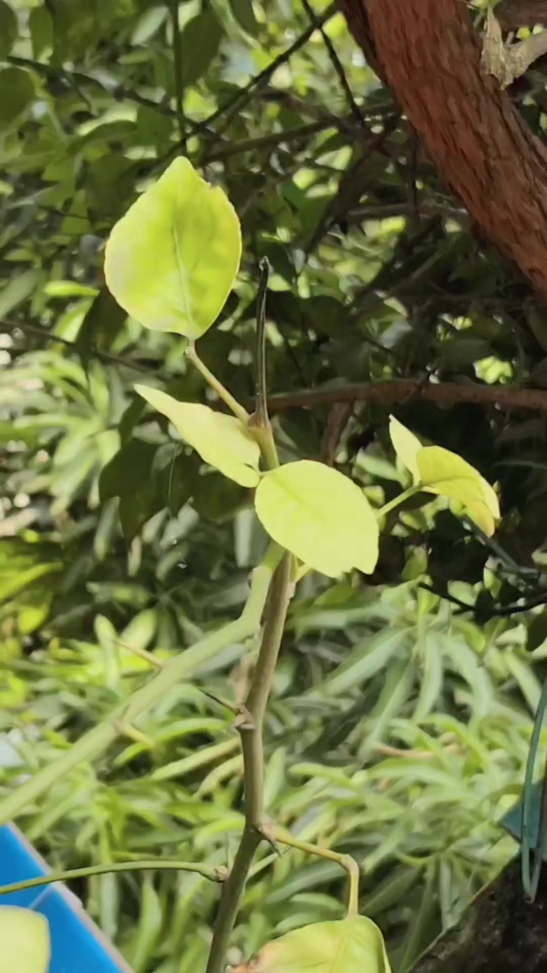 @జి శ్రీనివాసరావు పాలకొల్లు