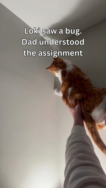 @One and a Half Orange Cats