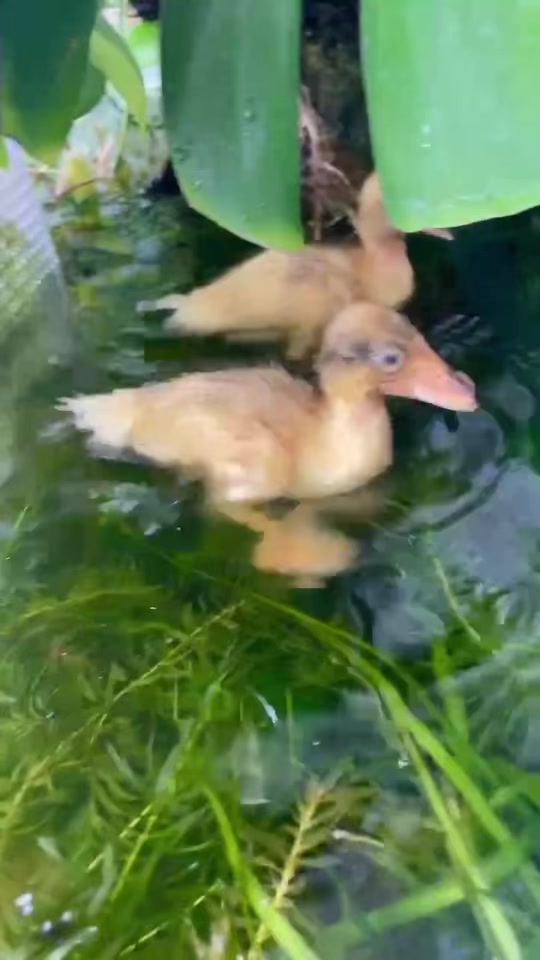 @総合ペットショップ ノーザンみしま