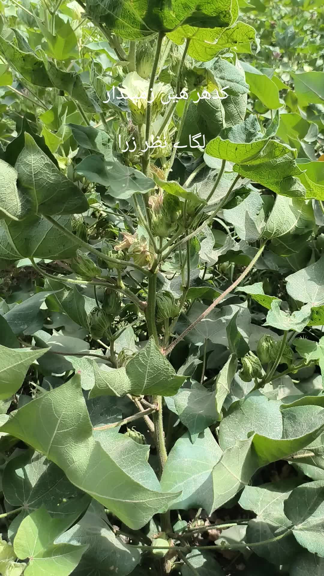 @Mr.Tori.Farming (pathologist)