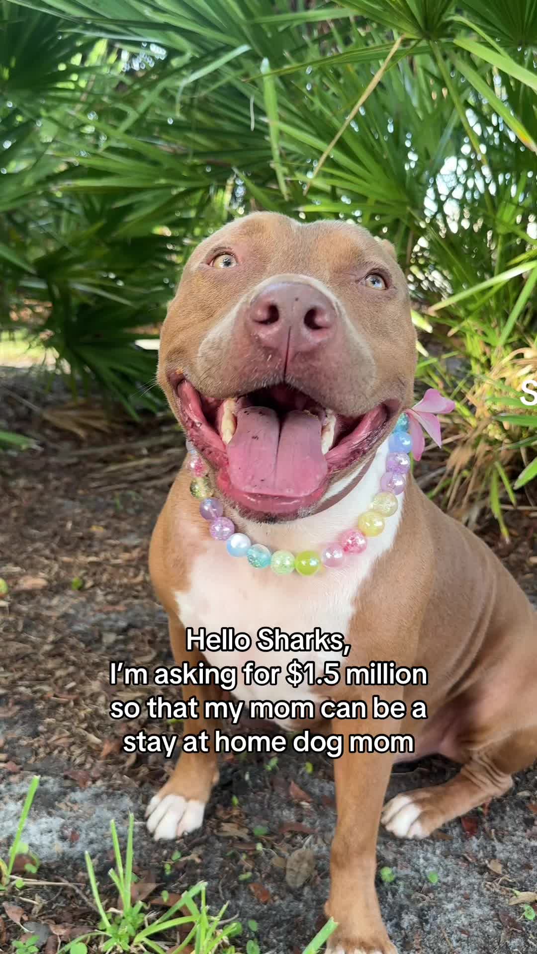 @Bruce 🦈