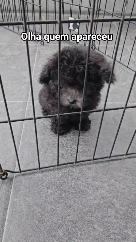 @Lavanya Kennel