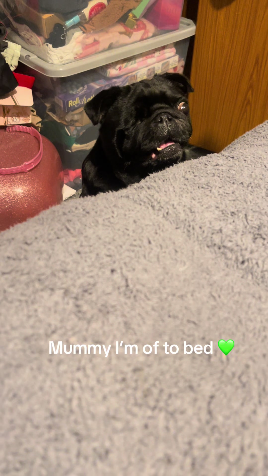 @lulutheboringpug