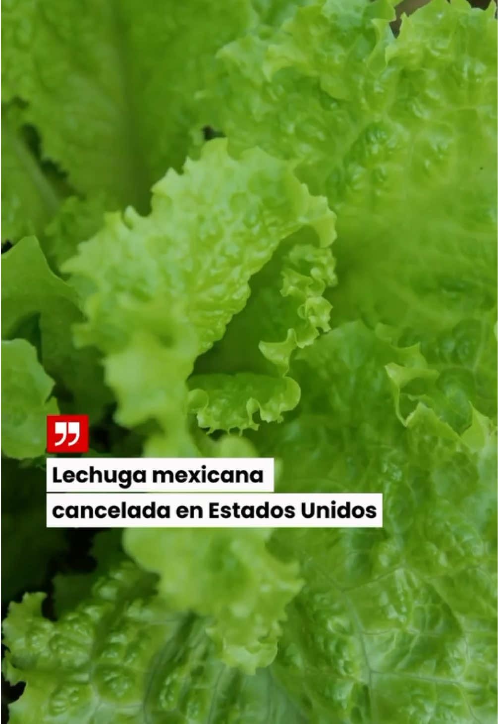 @lvn_noticias