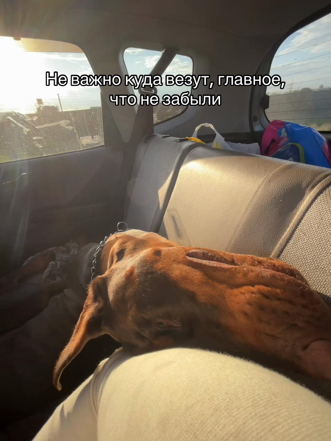 @ereeey_big.dog