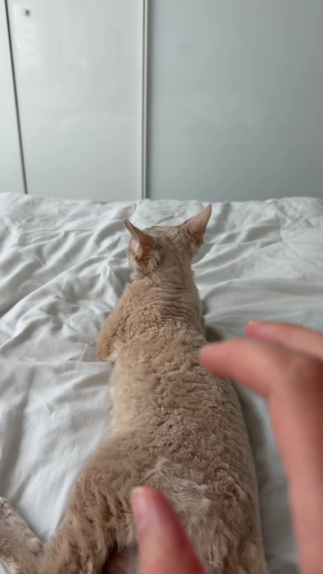 @TugbasCats