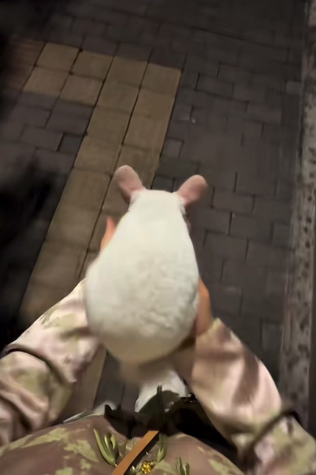 @chips.hamster
