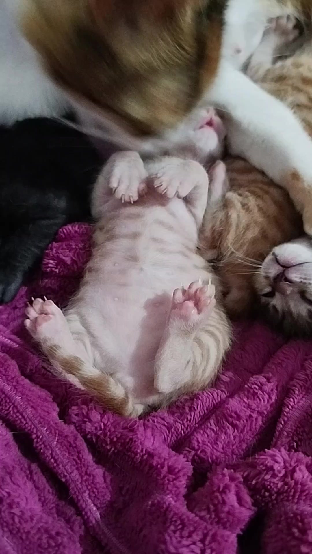 @MyLovelyPets💧