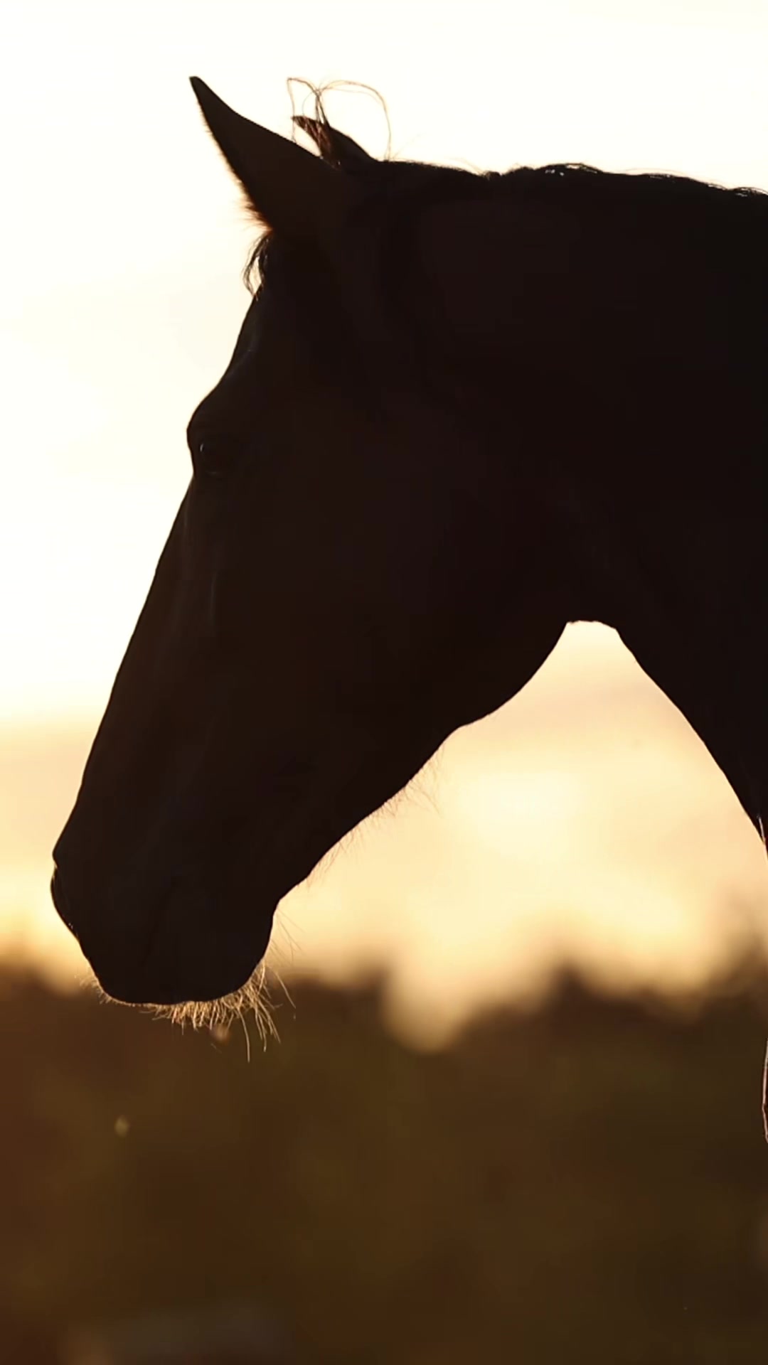 @FieryHorses ❤️&zwj;🔥