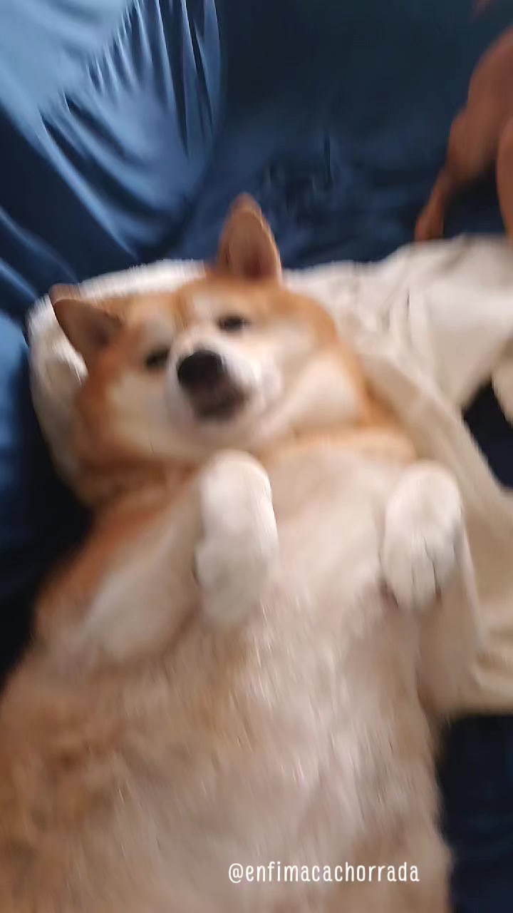 @Cosmos🐕 Maui🐶  Aurora🦊
