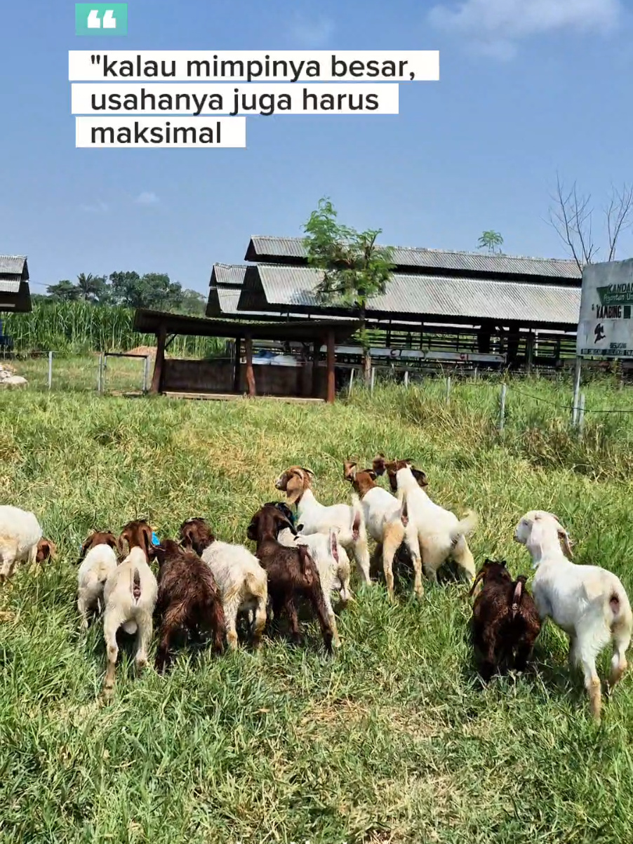 @Kambing Burja Official