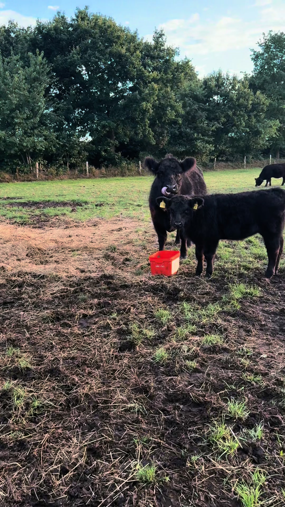 @♥️My little Ranch♥️