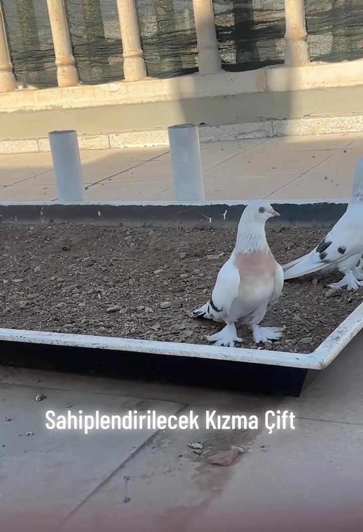 @Güvercinxx
