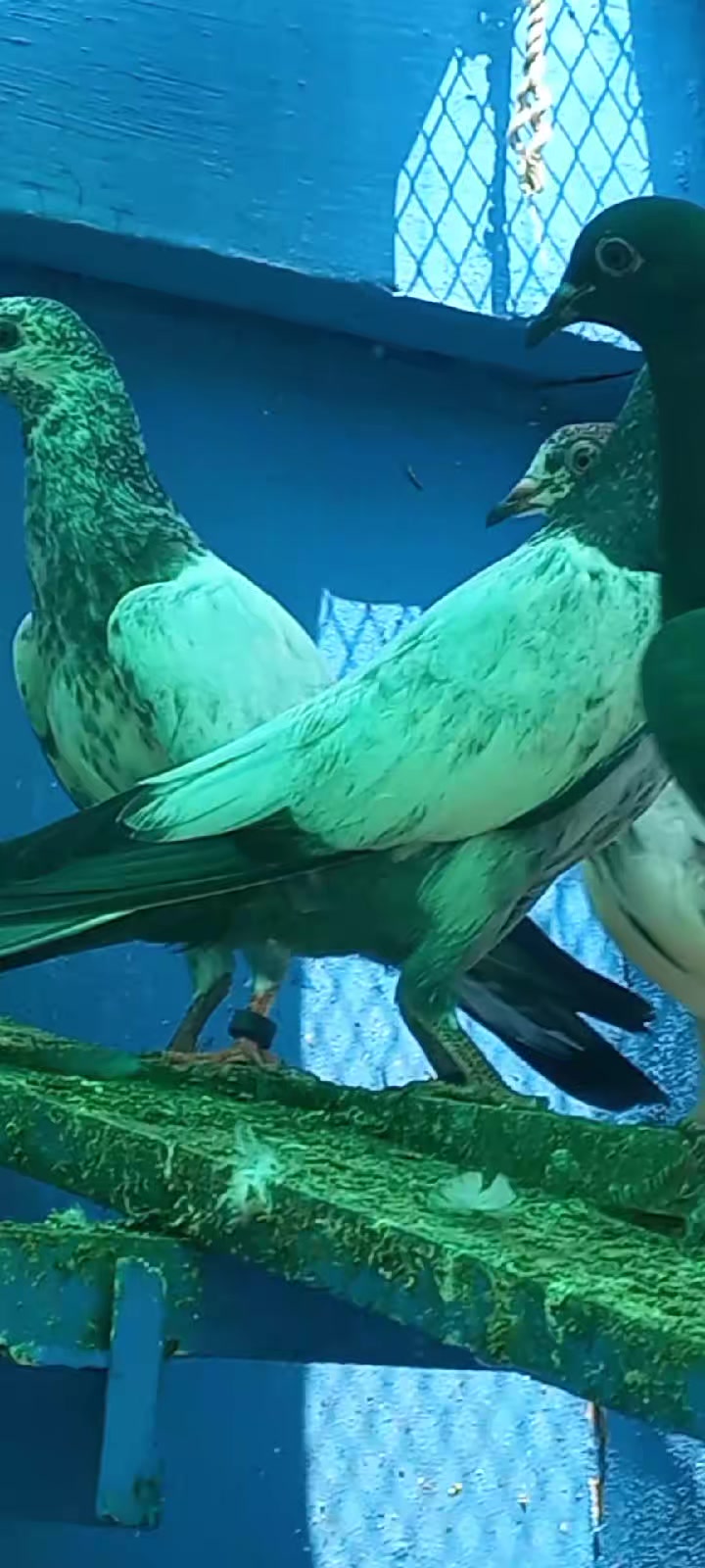 @Ranakasuripigeon