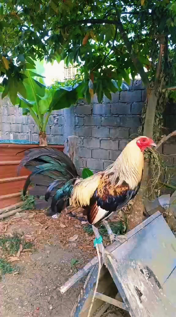 @jbt888 gamefowl